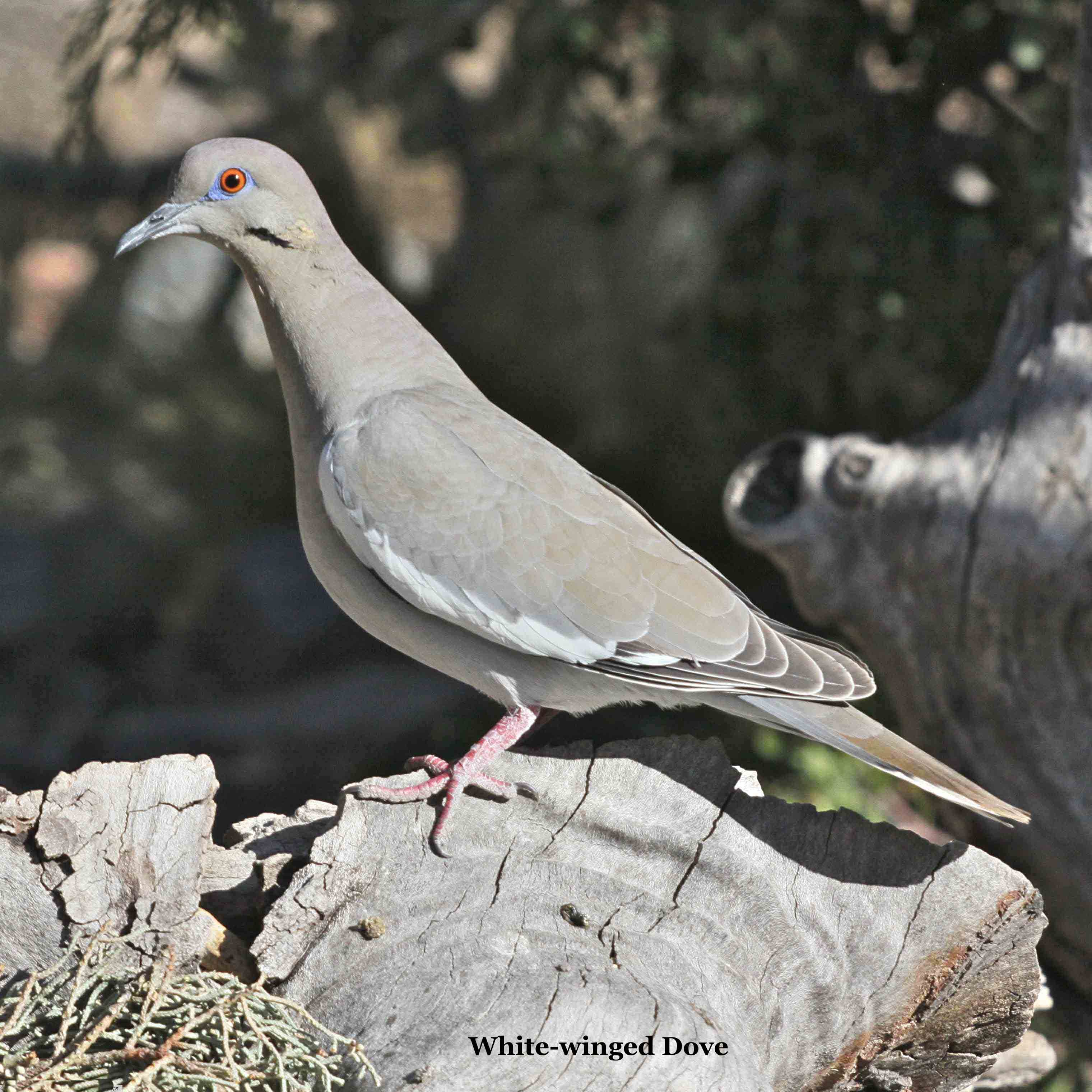 White-winged Dove 0182.jpg